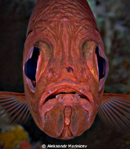 "Faces of Death"
Common bigeye fish
Cannon 1Ds MarkII w... by Aleksandr Marinicev 